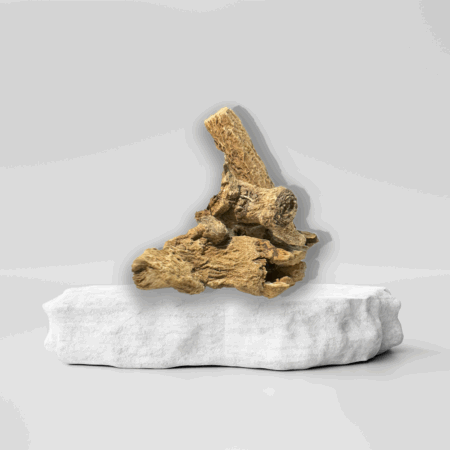 Indische Kostuswurzel Feingemahlen